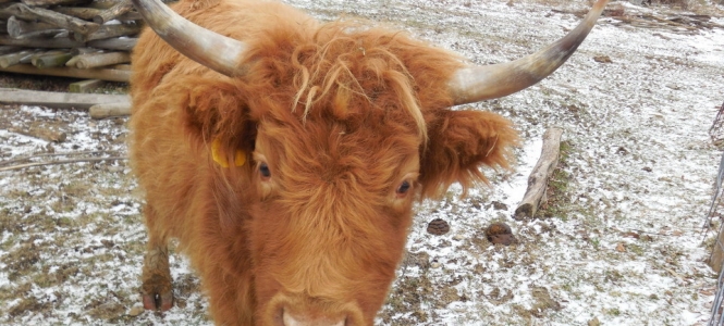 We sell Highland Beef